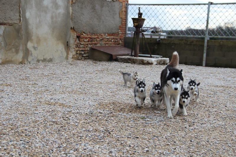 De L'etoile D'Ourale - Siberian Husky - Portée née le 03/11/2013