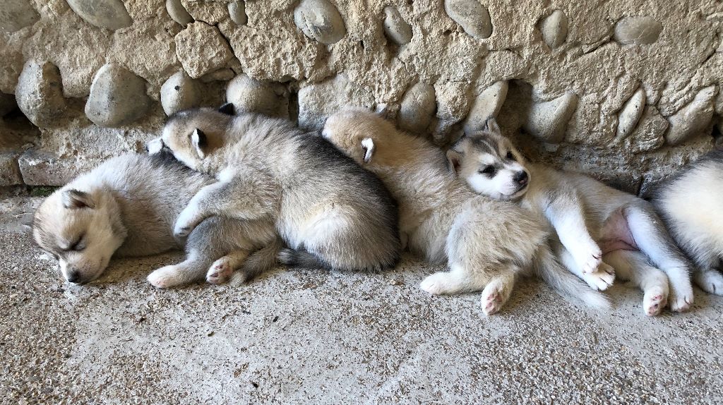 De L'etoile D'Ourale - Siberian Husky - Portée née le 02/08/2019