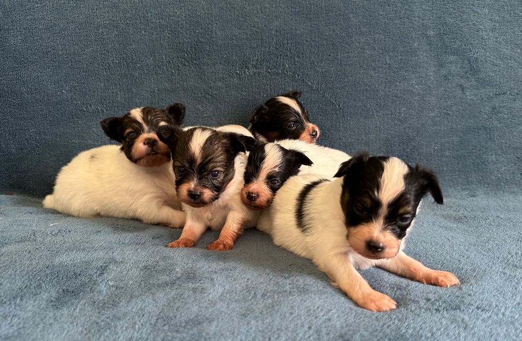 Chiot Epagneul nain Continental (Papillon) De L'etoile D'Ourale