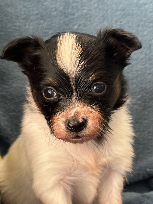 De L'etoile D'Ourale - Chiots disponibles - Epagneul nain Continental (Papillon)